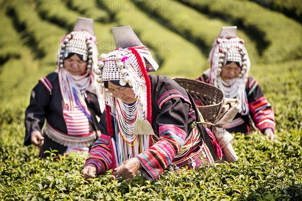 Akha hill tribe women picking tea