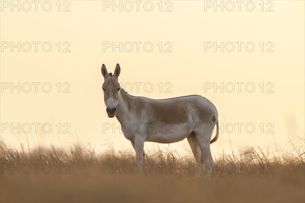 Onager or Asiatic wild ass (Equus hemionus)