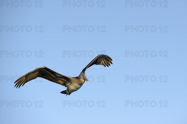 Brown pelican (Pelecanus occidentalis)