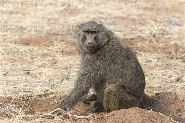 Olive Baboon (Papio anubis) adult female