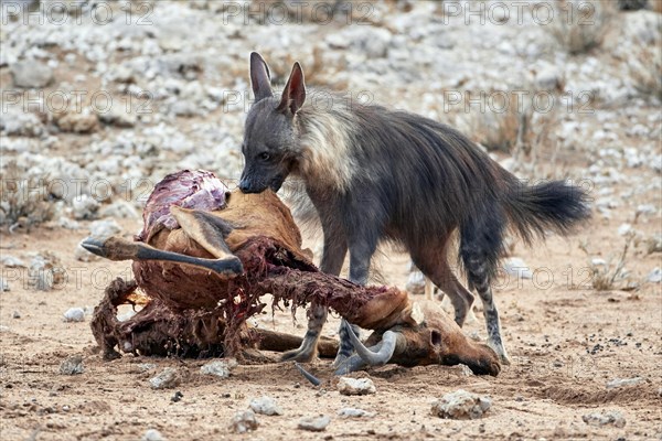 Brown Hyena (Hyaena brunnea) adult