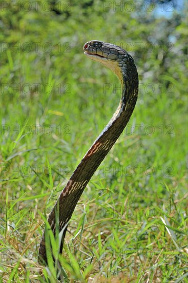 King cobra (Ophiophagus hannah)