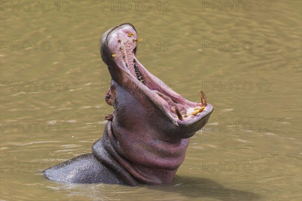 Hippo (Hippopotamus amphibius) with open mouth displaying dominance in a river
