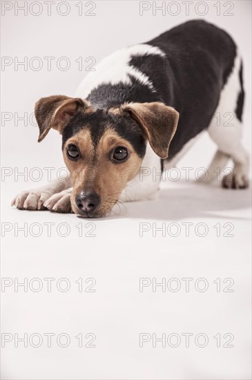 Danish Swedish Farmdog