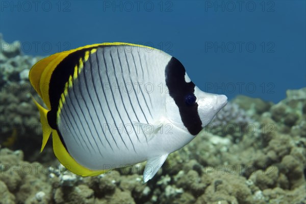 Lined butterflyfish (Chaetodon lineolatus)