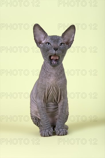 Donskoy cat or Don Sphynx