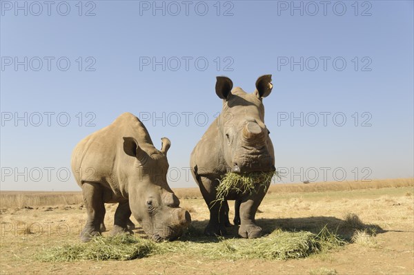 White Rhinos (Ceratotherium simum) with sawed-off horns being fed during the dry season