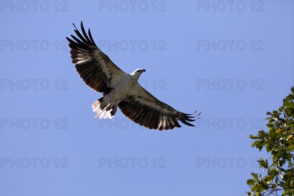 White-bellied Sea Eagle (Haliaeetus leucogaster) in flight