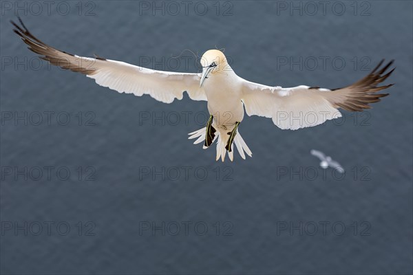 Northern Gannet (Morus bassanus)