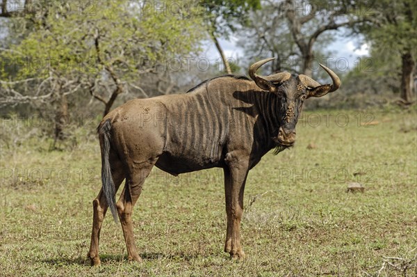 Blue Wildebeest (Connochaetes taurinus)