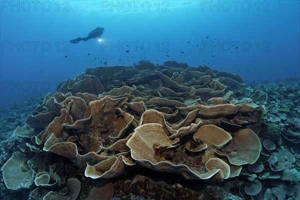 Divers looking at lettuce coral (Turbinaria mesenterina)