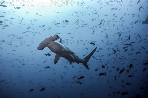 Scalloped hammerhead shark (Sphyrna lewini)