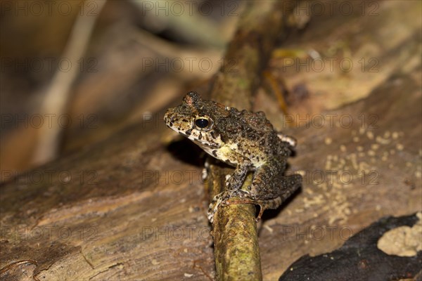 Gephyromantis frog (Gephyromantis ssp.)