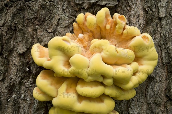 Sulphur Polypore (Laetiporus sulphureus)