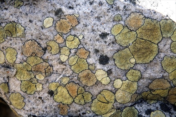 Map Lichen (Rhizocarpon geographicum)