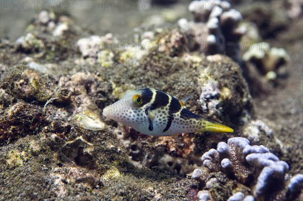 Valentinni's sharpnose puffer (Canthigaster valentini)