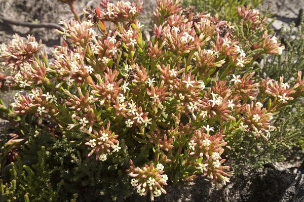 Karnaatjieblom (Crassula fascicularis)