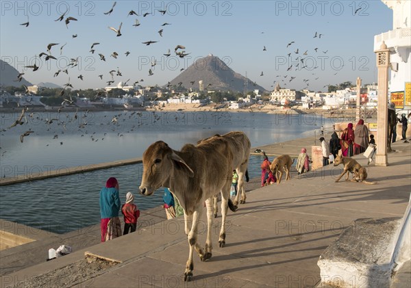 Cows at Pushkar lake Ghats