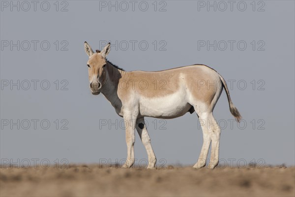 Onager or Asiatic wild ass (Equus hemionus)