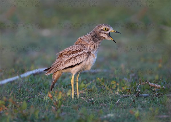 Eurasian Stone-curlew (Burhinus oedicnemus saharae) adult