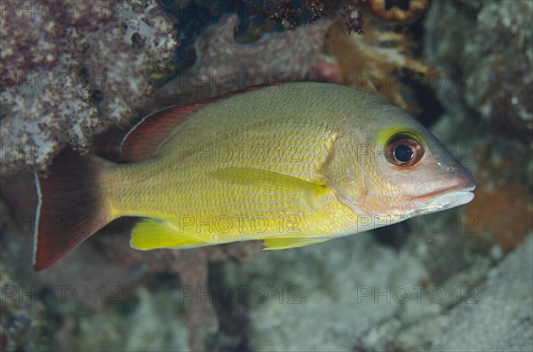 Blacktail Snapper (Lutjanus fulvus)