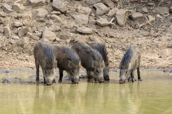 Wild boars (Sus scrofa cristatus)