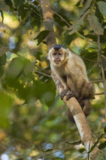 Tufted Capuchin (Cebus apella)