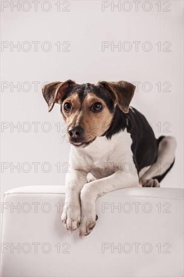 Danish Swedish Farmdog lying on a stool