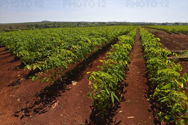 Newly planted rubber trees after a previous deforestation