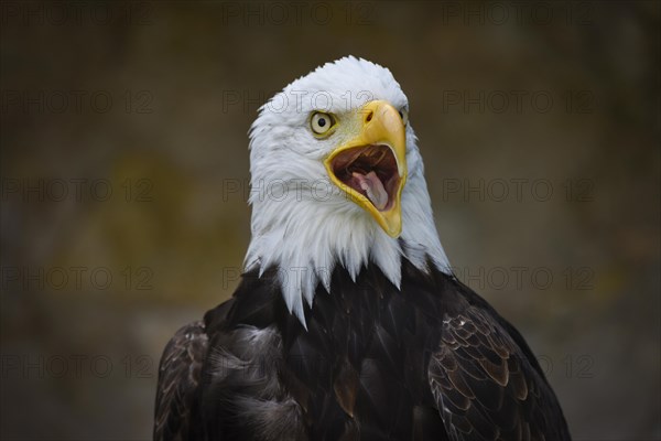 Bald Eagle (Haliaeetus leucocephalus)