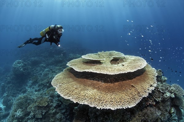 Scuba diver looking at a Brush Coral (Acropora hyacinthus)