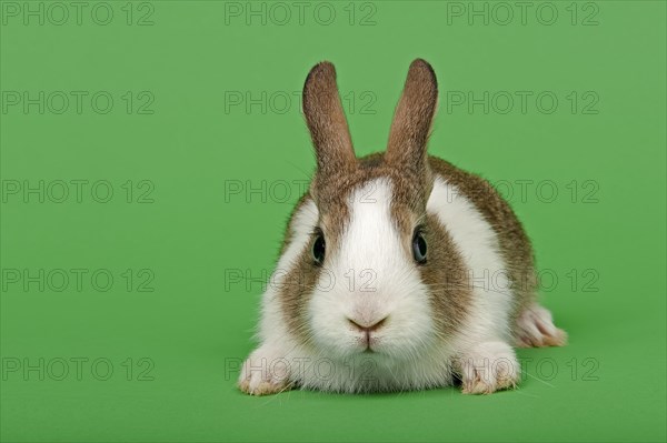 Dutch rabbit