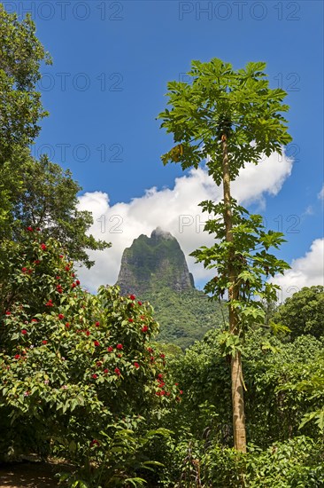 Lush vegetation with flowers and papayas in front of volcano Mont Tohiea