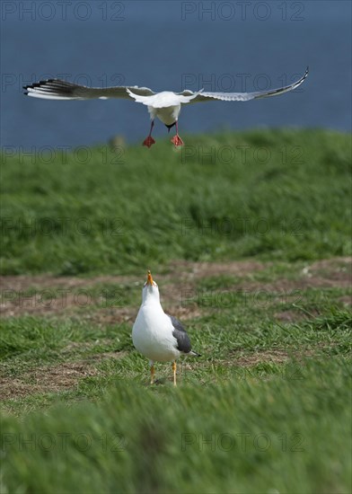 Black-headed Gull (Chroicocephalus ridibundus) mobbing Lesser Black-backed Gull (Larus fuscus) which was attempting to steal eggs