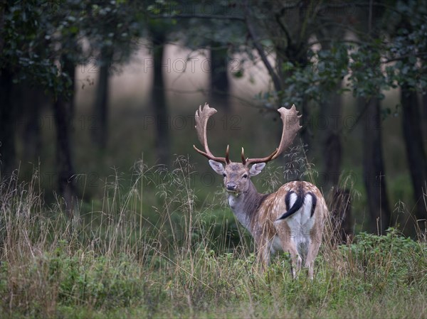 Fallow Deer (Dama dama)