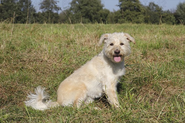 Schnauzer Poodle mixed breed