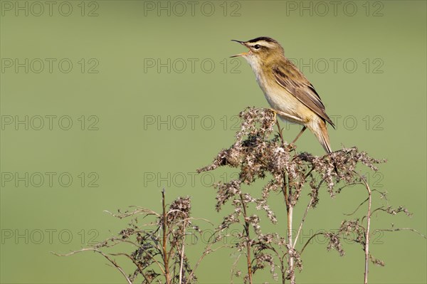 Sedge Warbler (Acrocephalus schoenobaenus)