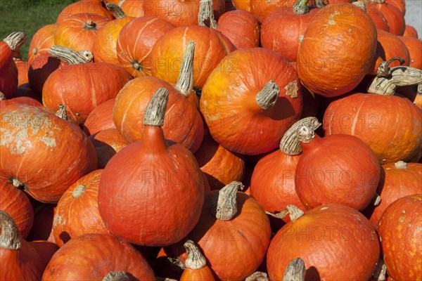 Japanese Hokkaido pumpkins (Cucurbita maxima)