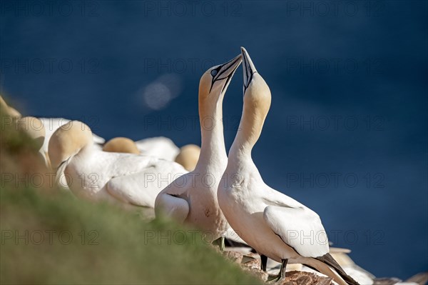 Northern Gannets (Morus bassanus)