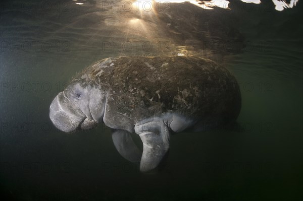 West Indian Manatee (Trichechus manatus)