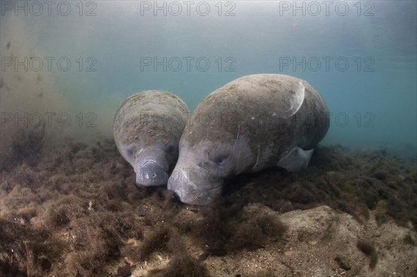 West Indian Manatee (Trichechus manatus)