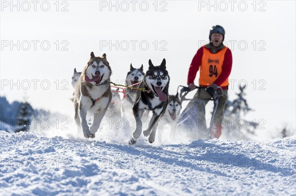 Sled dog racing