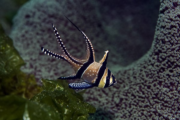 Banggai cardinalfish (Pterapogon kauderni)