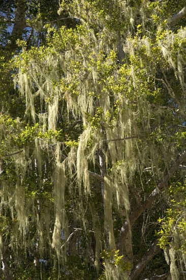 Tree's dandruff (Usnea) on a tree