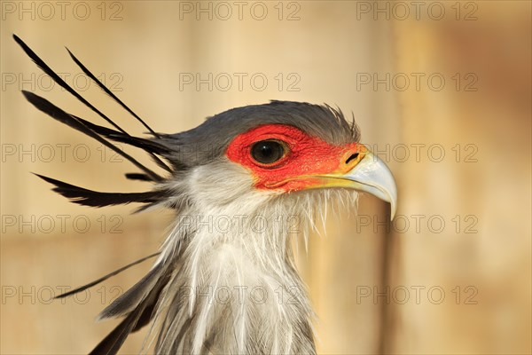 Secretarybird (Sagittarius serpentarius) with raised crest feathers