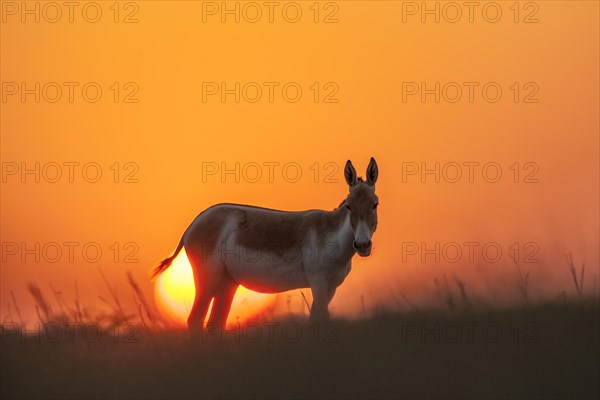 Onager or Asiatic wild ass (Equus hemionus)