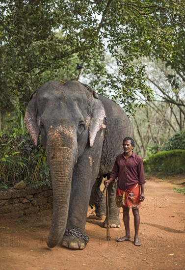 Asian Elephant (Elephas maximus)