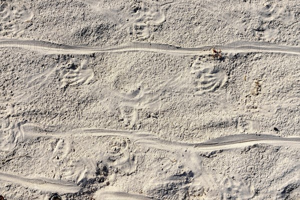 Tracks of Marine Iguanas (Amblyrhynchus cristatus) in the sand