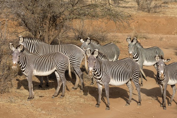 Grevy's Zebras (Equus grevyi)