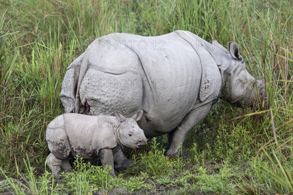 Indian rhinoceroses (Rhinoceros unicornis)